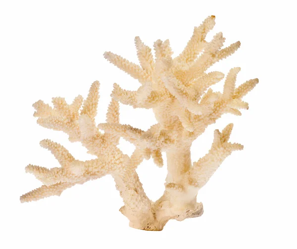 Light coral branch — Stock Photo, Image