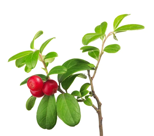 赤の cowberries の枝 — ストック写真
