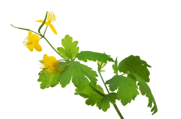 Gyllene svalört blommor — Stockfoto