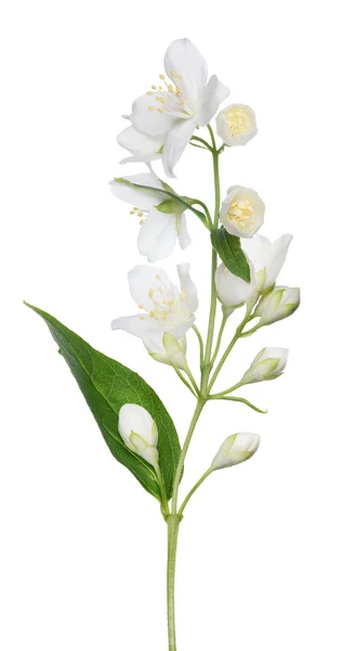 Jasmine branch with flowers — Stock Photo, Image