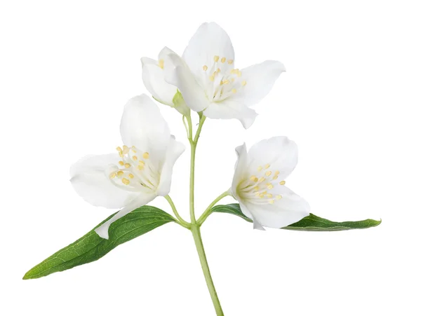 Jasmine branch with flowers — Stock Photo, Image