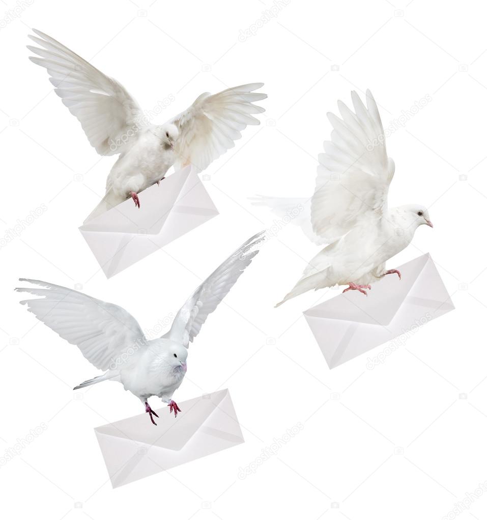 white doves carrying envelopes