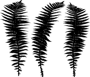 fern siluetleri kümesi