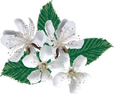 Elma ağacı çiçeği.