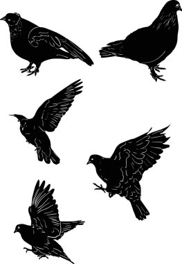 siyah güvercin siluetleri