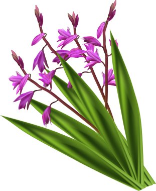 grup vahşi Pembe çiçek