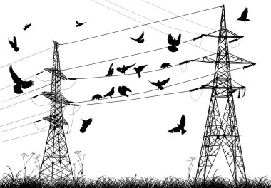 elektrik direkleri ve kuşlar