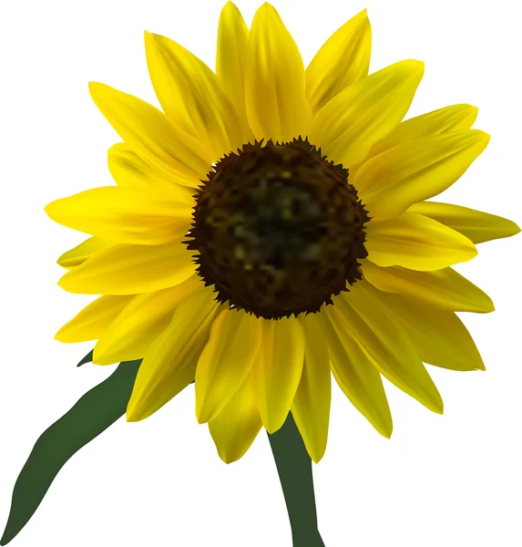 Tournesol jaune vif — Image vectorielle