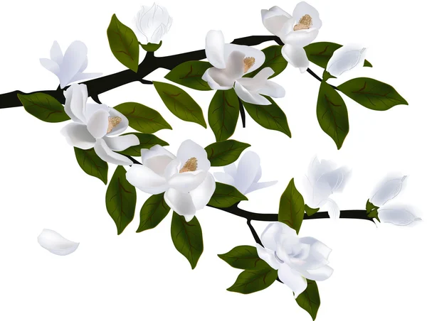 Magnolia branche de fleurs — Image vectorielle