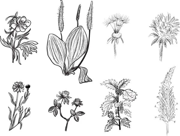 Conjunto de bocetos de hierbas silvestres — Vector de stock