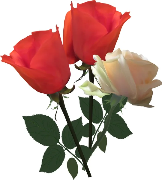 Tres rosas flores — Vector de stock