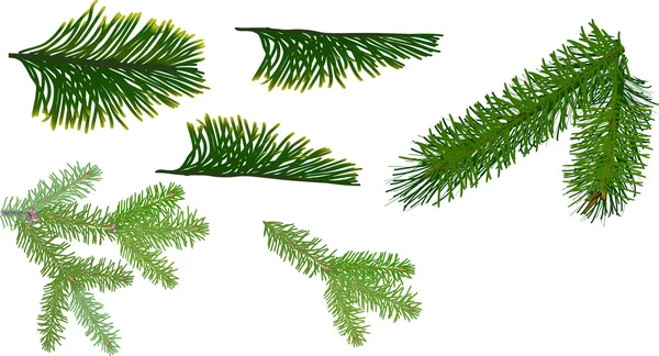 Green coniferous branches — Stock Vector