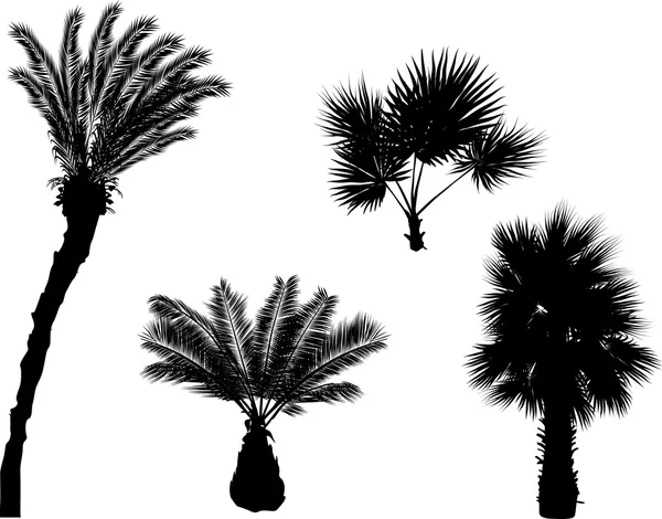 Palmbomen silhouetten — Stockvector