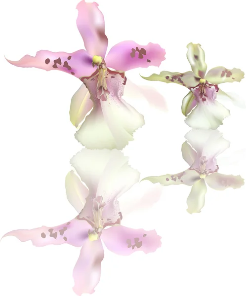 Licht lila orchideeën — Stockvector