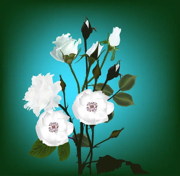 玫瑰鲜花和芽 — 图库矢量图片
