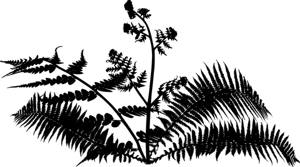 蕨类植物布什剪影 — 图库矢量图片