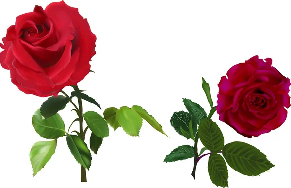 Rosas rojas flores — Vector de stock