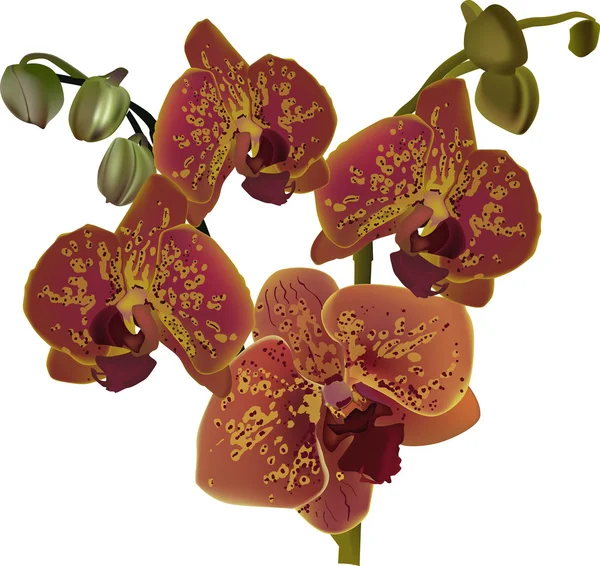 Brunt och gult orkidéer — Stock vektor