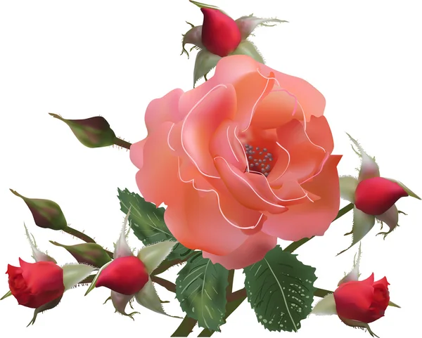Rosa rossa e boccioli — Vettoriale Stock