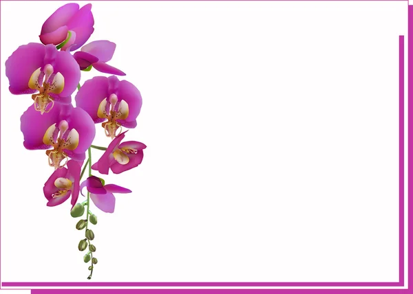 Pink orchids and frame — Stock Vector
