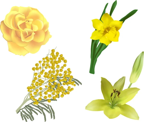 Conjunto de flores amarelas — Vetor de Stock