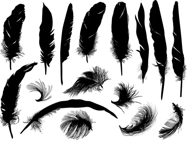 Seize plumes noires — Image vectorielle