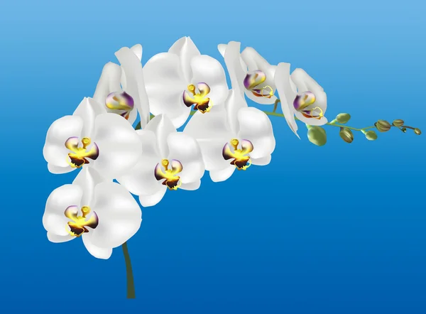 Weiße Orchideen blühen — Stockvektor