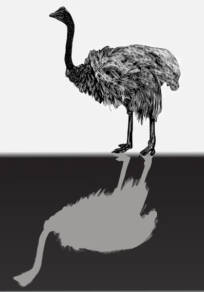 Серый страус и тень — стоковый вектор