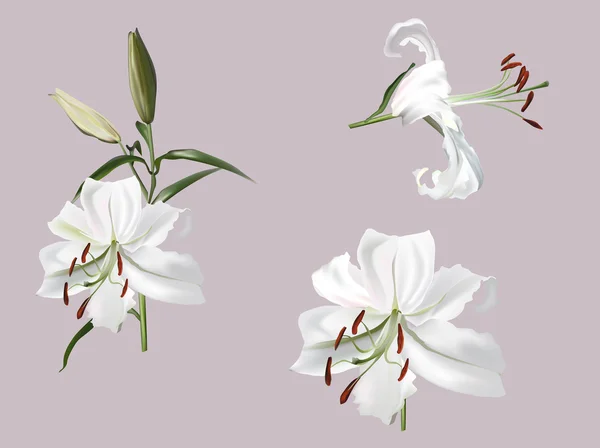 White lily flowers — Stock Vector