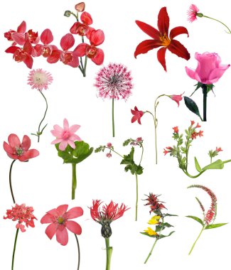 Kırmızı çiçek koleksiyonu