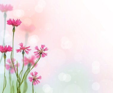 Pembe hindiba çiçek