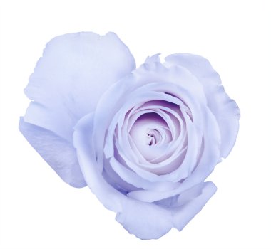 ışık gül çiçek