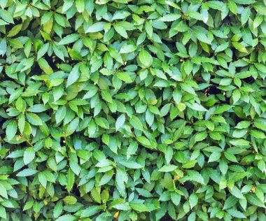 yeşil defne yaprağı