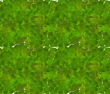 Yeşil trefoil yaprakları