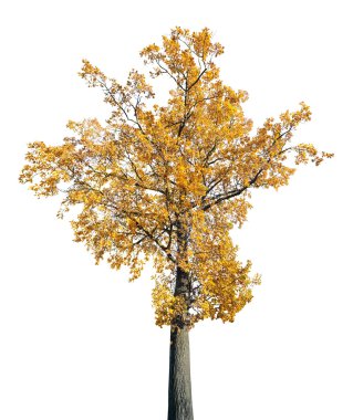 Altın sonbahar meşe ağacı