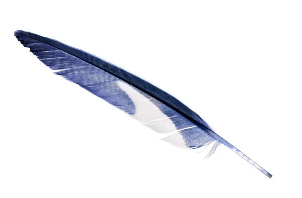 Niebieski papuga pióro — Zdjęcie stockowe