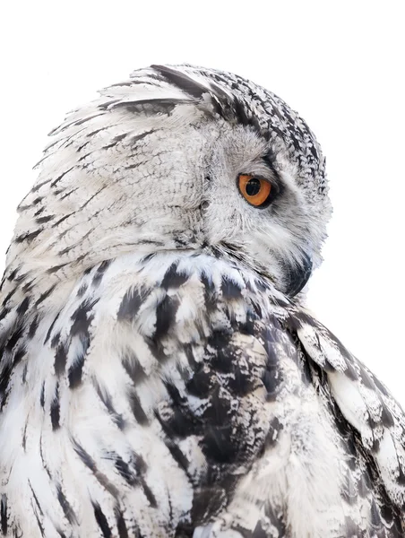 Big grey owl — Stock Photo, Image
