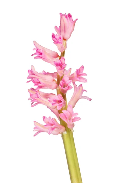 Stiel mit großen rosa Blüten — Stockfoto