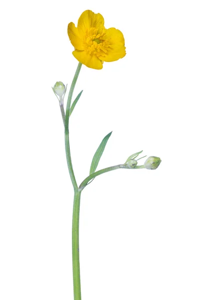 Wild gouden buttercup bloem — Stockfoto