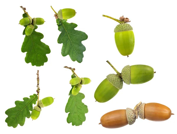 Set of oak leaves and acorns — Stock Photo, Image