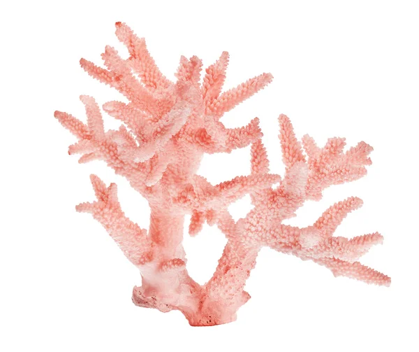 Lätta röda koraller — Stockfoto