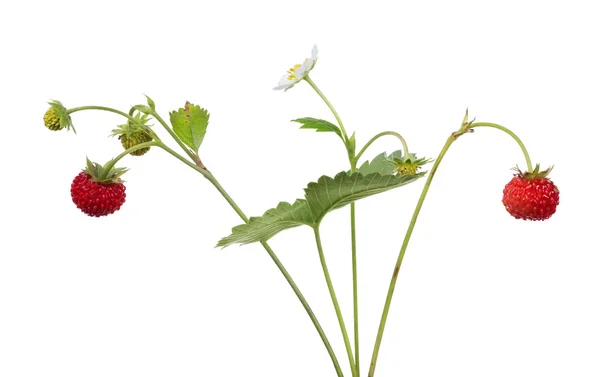 Wild strawberry with flower and berries — Stock Photo, Image