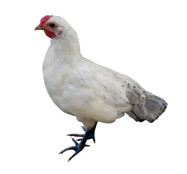 Light domestic hen — Stock Photo, Image