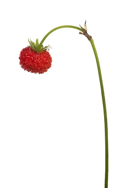 Wild red strawberry on stem — Stock Photo, Image