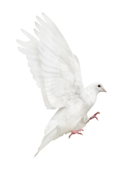 Pomba voadora branca — Fotografia de Stock