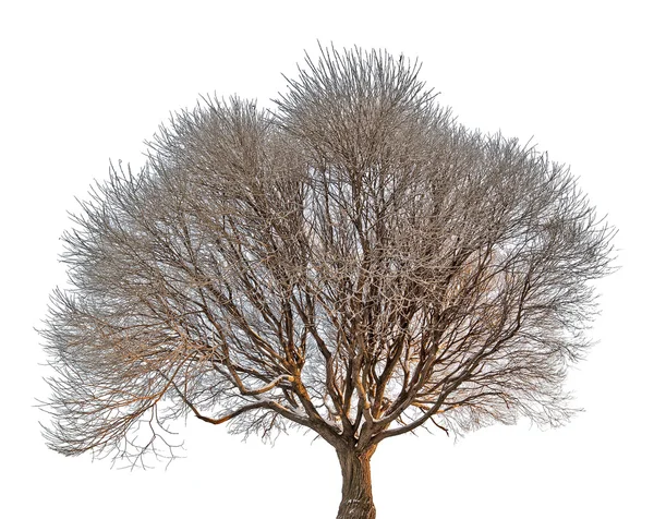 Bruine boom zonder bladeren — Stockfoto