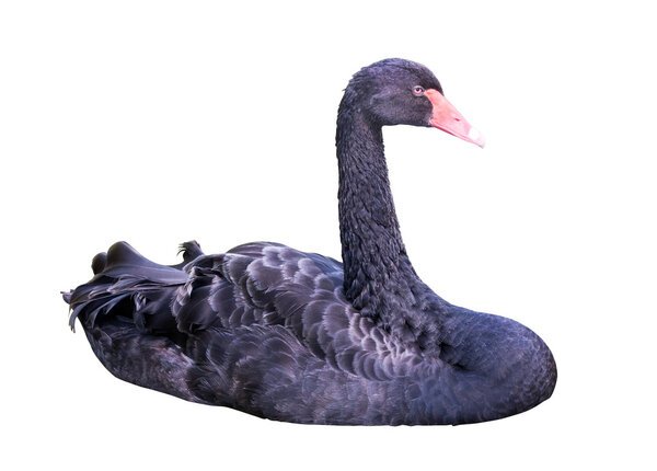 single black swan