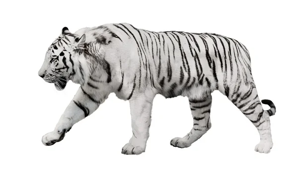 Fehér csíkos tigris — Stock Fotó