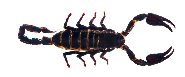 Donkere bruine scorpion — Stockfoto