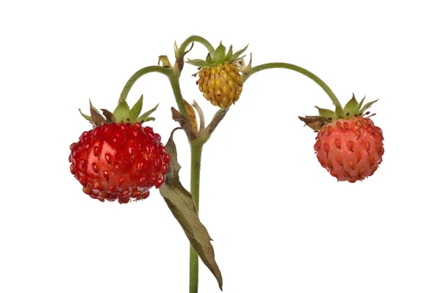 Wild strawberries on stem — Stock Photo, Image